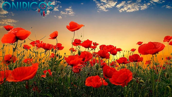 significado de soñar con amapolas