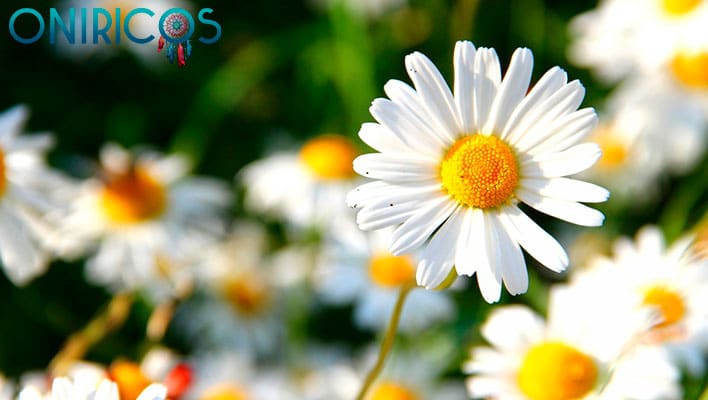 significado de soñar con flores