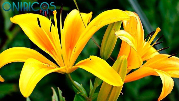 significado de soñar con lirios