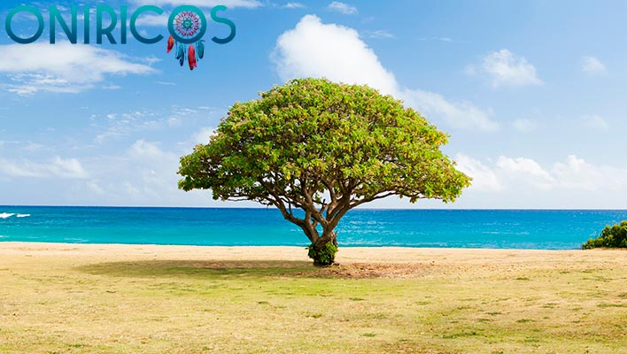 significado de Soñar con árboles