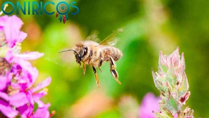 soñar con abejas volando - oniromancia
