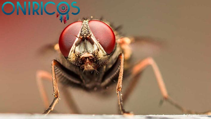 soñar con ahuyentar moscas - oniromancia