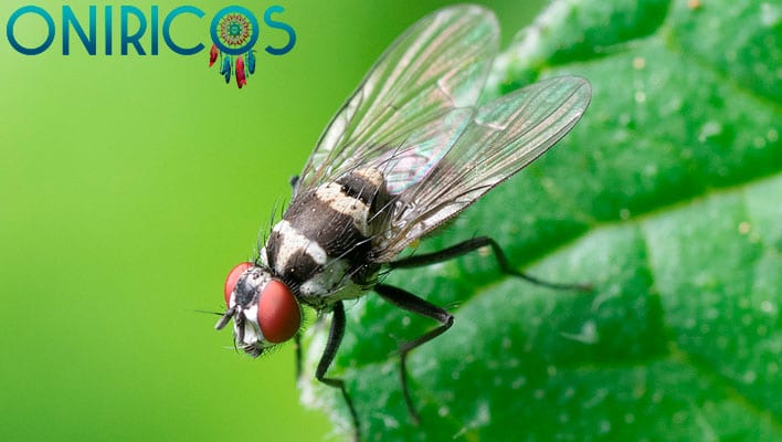 soñar con moscas en la boca - oniromancia