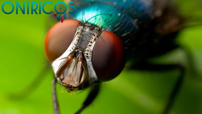 soñar con moscas - oniromancia