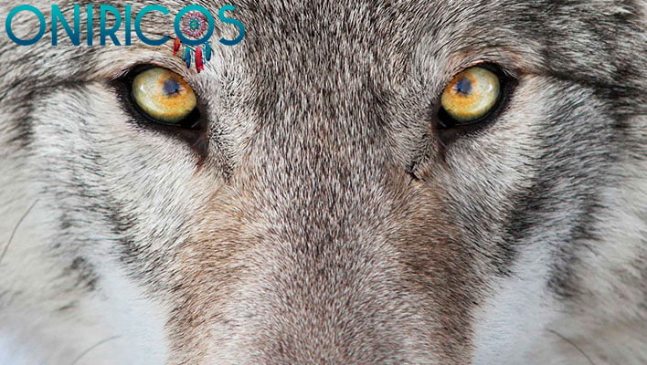 soñar que te persiguen animales salvajes - oniromancia