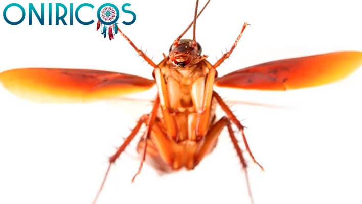 soñar con cucarachas voladoras - oniromancia