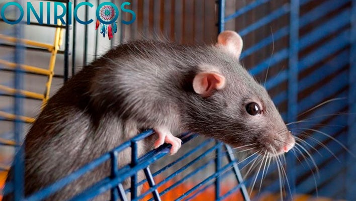 soñar con ratas enjauladas - oniromancia
