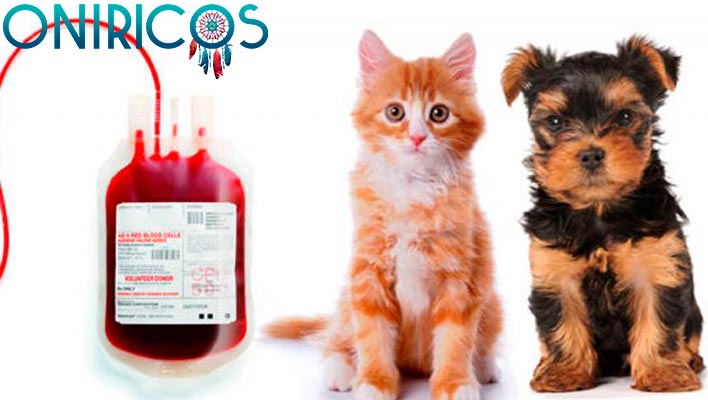 soñar con sangre de animal - oniromancia