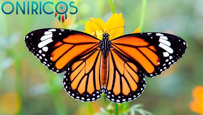 soñar que una mariposa se posa sobre ti - oniromancia